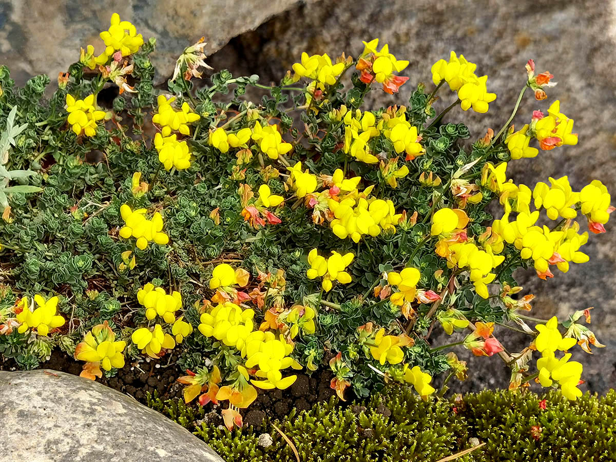 Lotus corniculatus var crassifolia photo